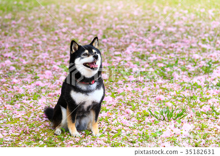 It's a petal carpet♪ 35182631