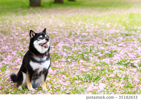 是花瓣地毯♪ 是花瓣地毯♪ 35182633
