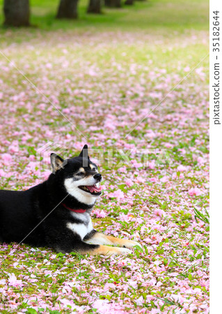 It's a petal carpet♪ It's a petal carpet♪ 35182644