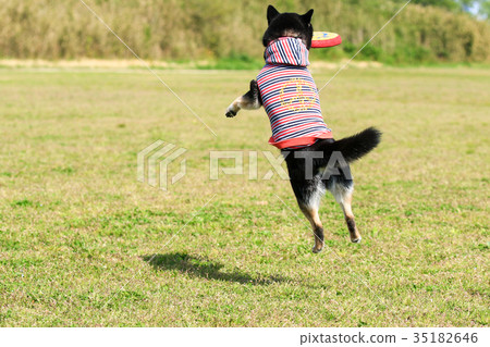 Tea ceremony Tea ceremony 35182646