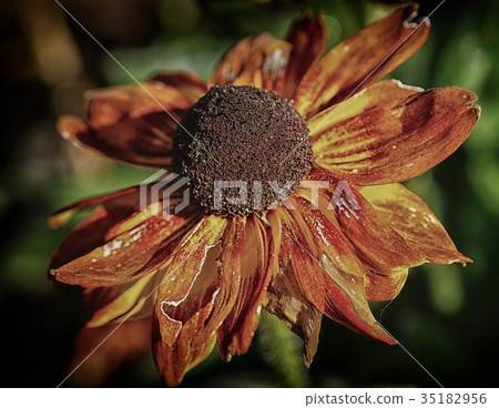 Evanescence 35182956