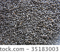 Basil seed 35183003