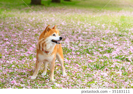 是花瓣地毯♪ 是花瓣地毯♪ 35183111