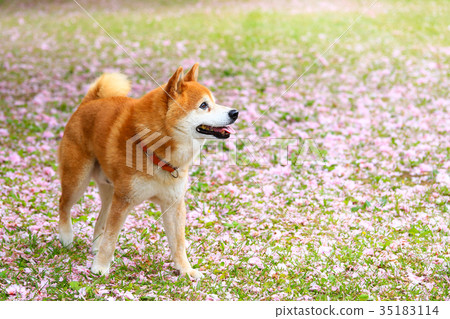 It's a petal carpet♪ 35183114