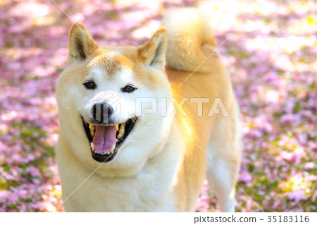 是花瓣地毯♪ 是花瓣地毯♪ 35183116