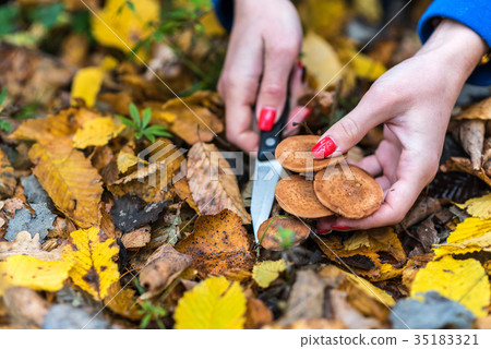Mushroom picker collects Armillaria mellea, forest 35183321
