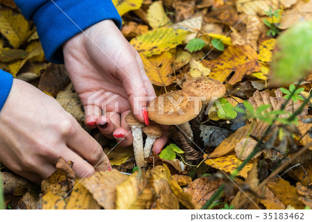 Mushroom picker collects Armillaria mellea, autumn 35183462