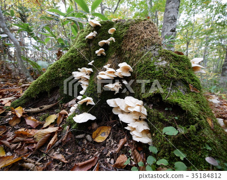 Tamahara Kogen Road to Beechira Mushrooms grown in Tochigi October 12, 2017 Tamahara Kogen Road to Beechira Mushrooms grown in Tochigi October 12, 2017 35184812