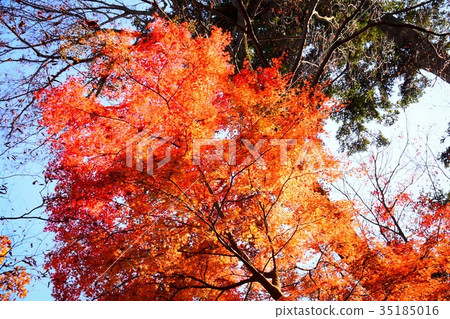 [自然，風景，高尾山]秋葉 35185016