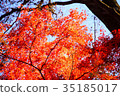 [自然，風景，高尾山]秋葉 35185017