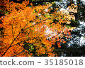 [自然，風景，高尾山]秋葉 35185018