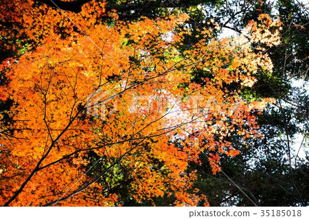 [自然，風景，高尾山]秋葉 35185018