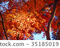 [自然，風景，高尾山]秋葉 35185019