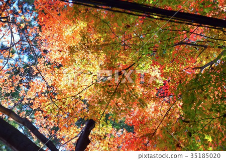 [自然，風景，高尾山]秋葉 35185020