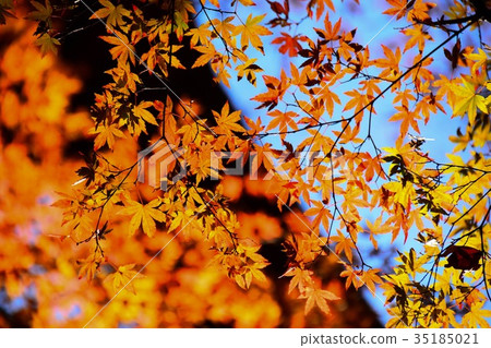 [自然，風景，高尾山]秋葉 35185021