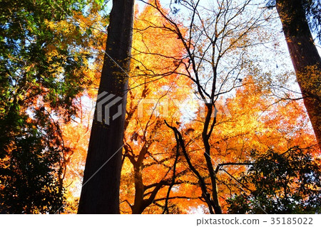 [自然，風景，高尾山]秋葉 35185022