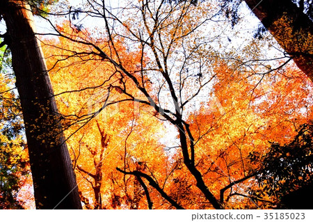 [自然，風景，高尾山]秋葉 35185023