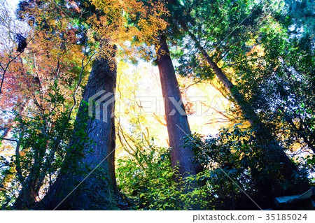 [自然，風景，高尾山]秋葉 35185024