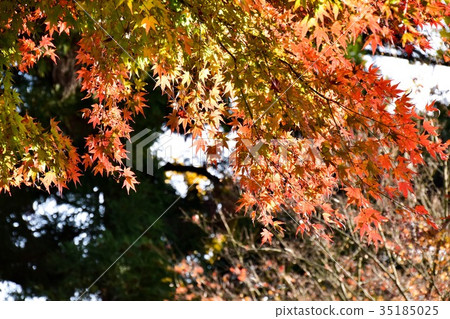 [自然，風景，高尾山]秋葉 35185025