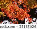 [自然，風景，高尾山]秋葉 35185026