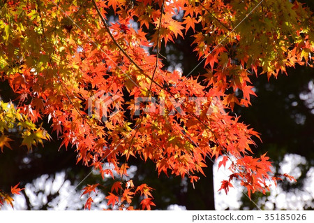 [自然，風景，高尾山]秋葉 35185026