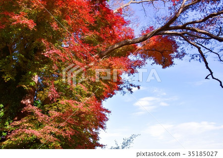 [自然，風景，高尾山]秋葉 35185027