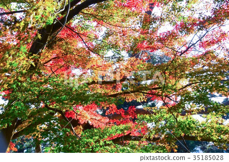 [自然，風景，高尾山]秋葉 35185028