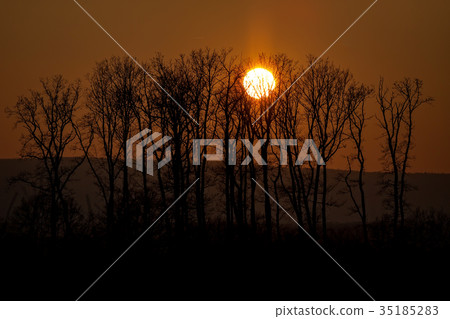 Beautiful sunset behind a clump of trees Beautiful sunset behind a clump of trees 35185283