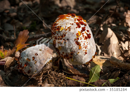 Infected mushroom on the litter 35185284