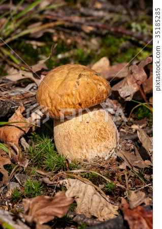 Porcini fungi on the moss (Boletus edulis) Porcini fungi on the moss (Boletus edulis) 35185285