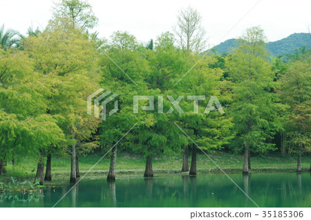 台灣 花蓮 雲山水 落羽松 35185306