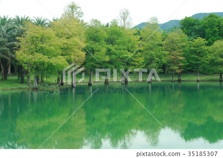 台灣 花蓮 雲山水 落羽松 台灣 花蓮 雲山水 落羽松 35185307