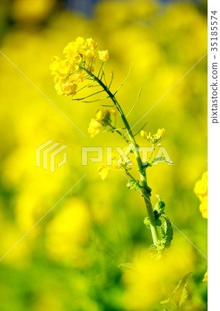 強姦開花 35185574