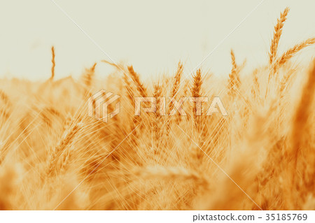 Gold wheat field against the sunset 35185769