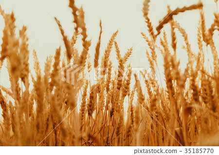 Gold wheat field against the sunset 35185770