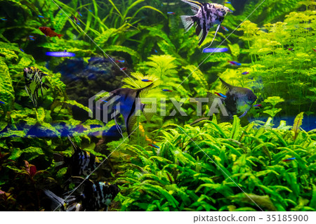 Tropical fish with corals and algae in blue water. Tropical fish with corals and algae in blue water. 35185900