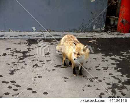 Hokkaido shrimp fox Hokkaido shrimp fox 35186156