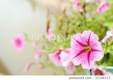 Petunia flowers in nature Petunia flowers in nature 35186317