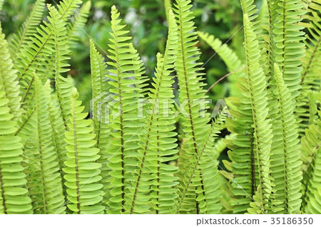 Fern Fern 35186350