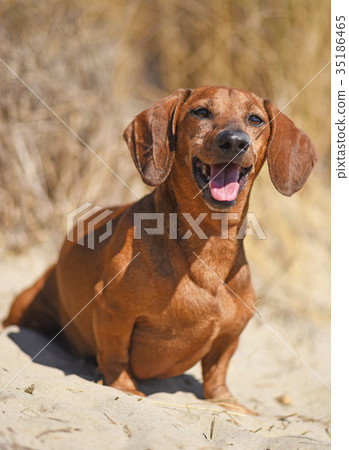 dachshund on the beach 35186465