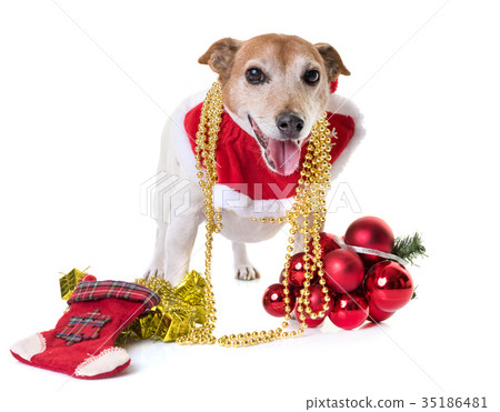 old jack russel terrier and christmas 35186481