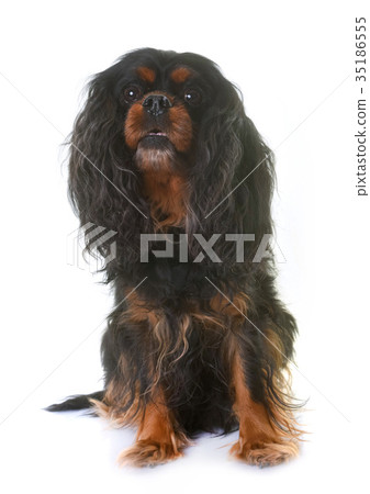 cavalier king charles 35186555
