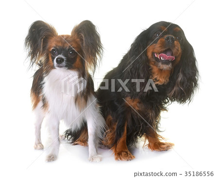 cavalier king charles and papillon dogs 35186556