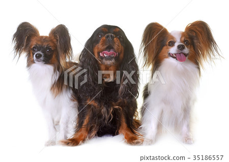 cavalier king charles and papillon dogs cavalier king charles and papillon dogs 35186557
