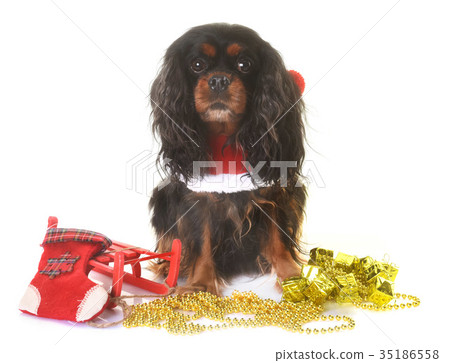 cavalier king charles cavalier king charles 35186558