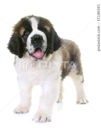 puppy saint bernard 35186561