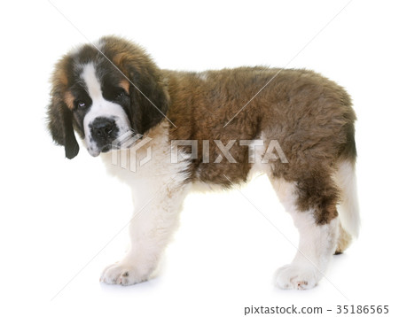 puppy saint bernard puppy saint bernard 35186565