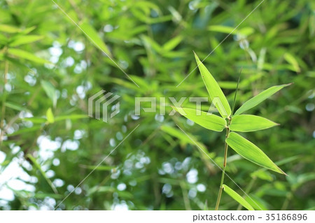 bamboo leaves bamboo leaves 35186896