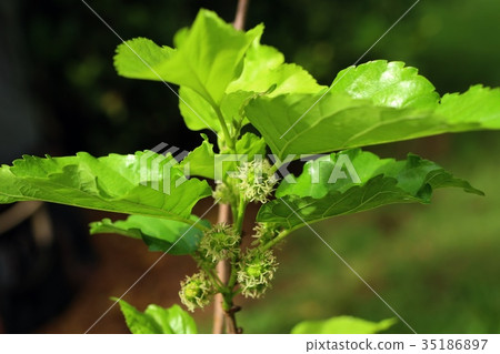 mulberry on the branch 35186897