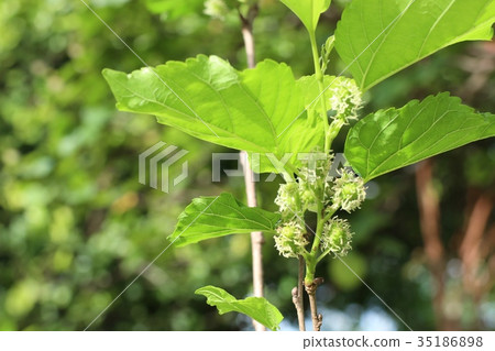 mulberry on the branch mulberry on the branch 35186898